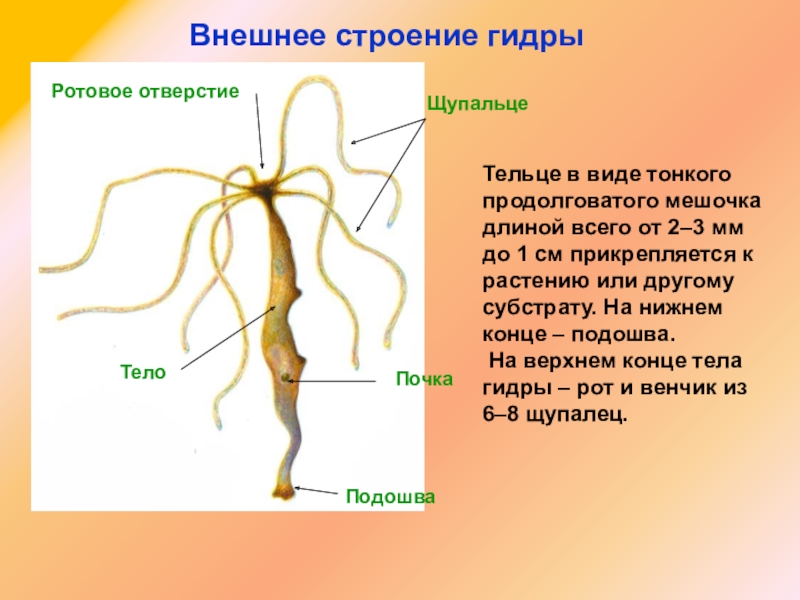 Kraken рынок